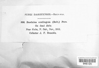 Daedaleopsis confragosa image